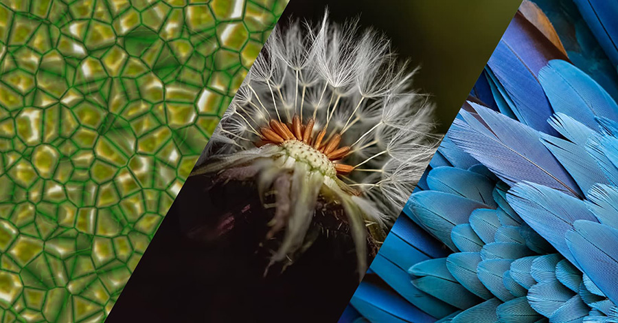 Nature Biomimiry