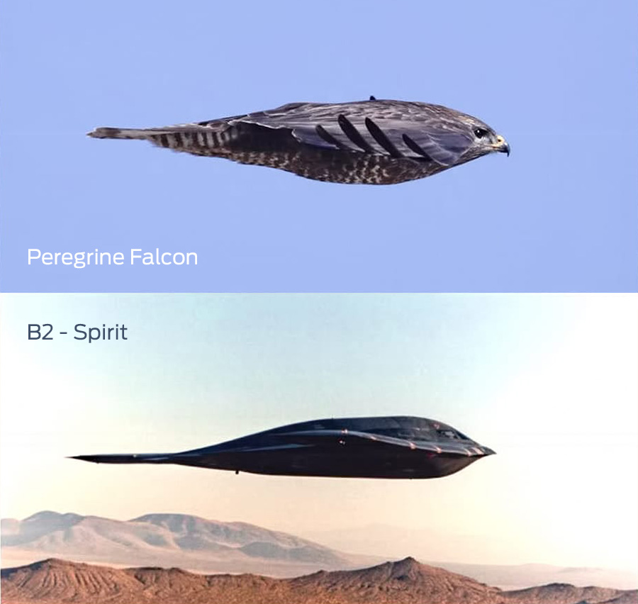 Peregrine Falcon vs B-2 Stealth Bomber